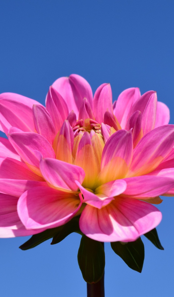 Красивый розовый цветок георгины на голубом фоне 