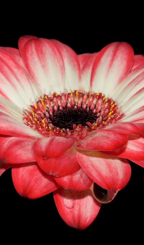 Красивый розовый цветок герберы на черном фоне