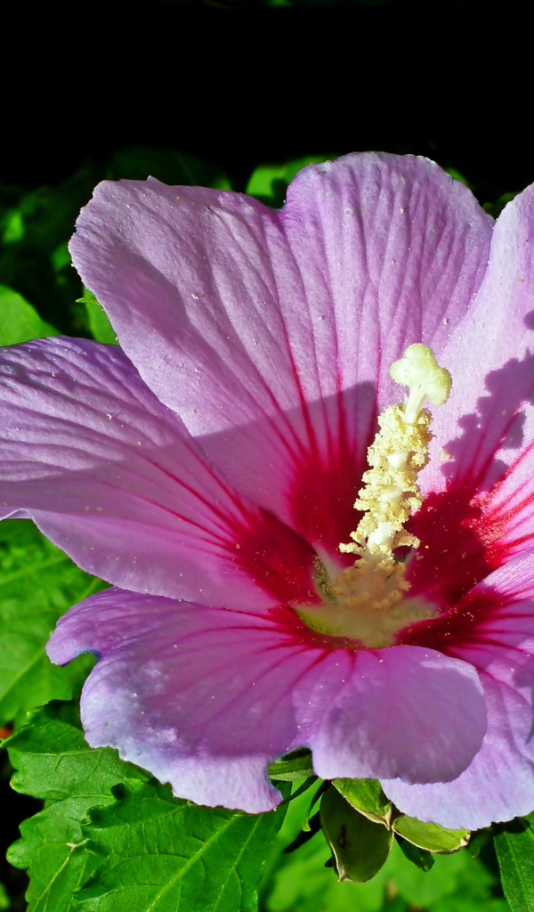 Красивый розовый цветок гибискуса с зелеными листьями