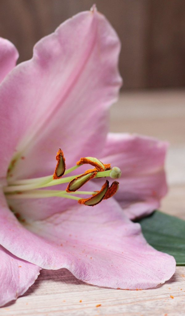 Красивая розовая лилия лежит на столе 