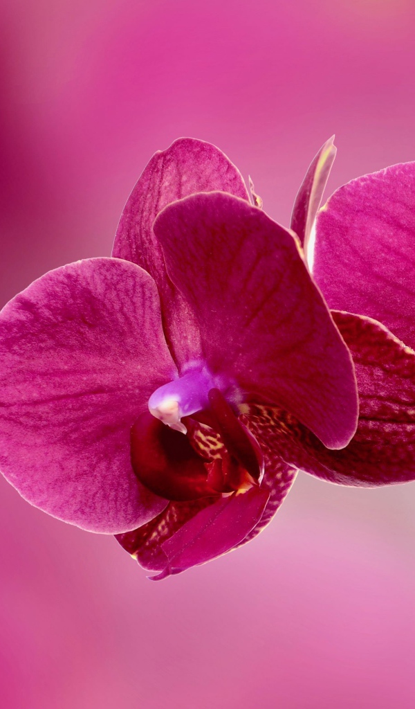Красивые розовые цветы орхидеи крупным планом на розовом фоне