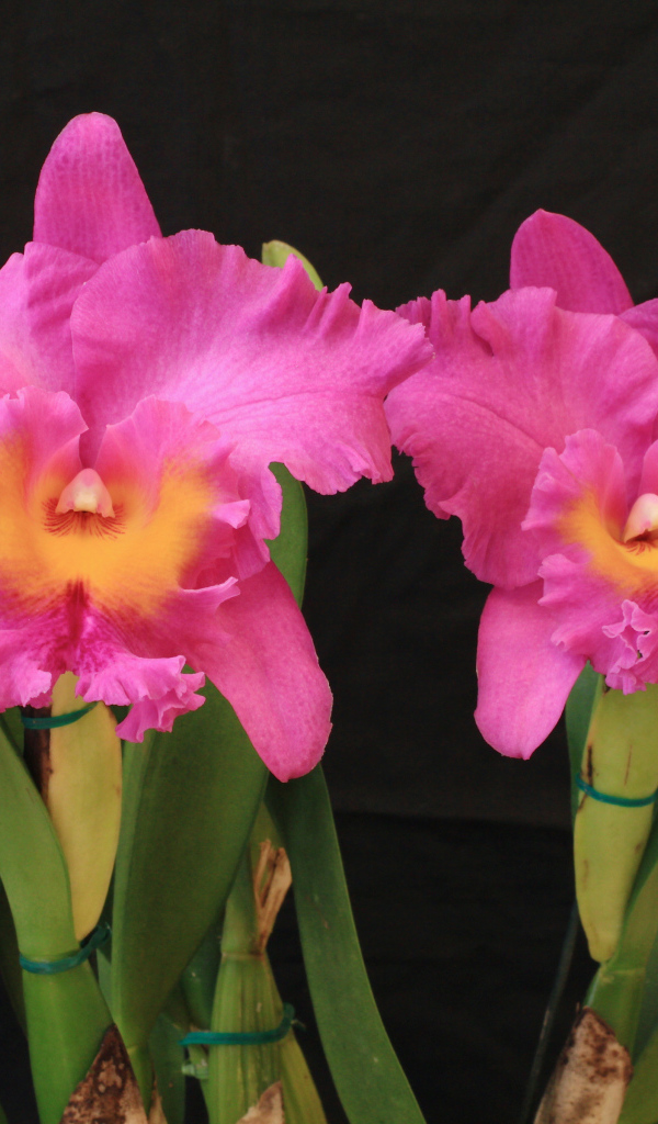 Красивые розовые орхидеи на черном фоне