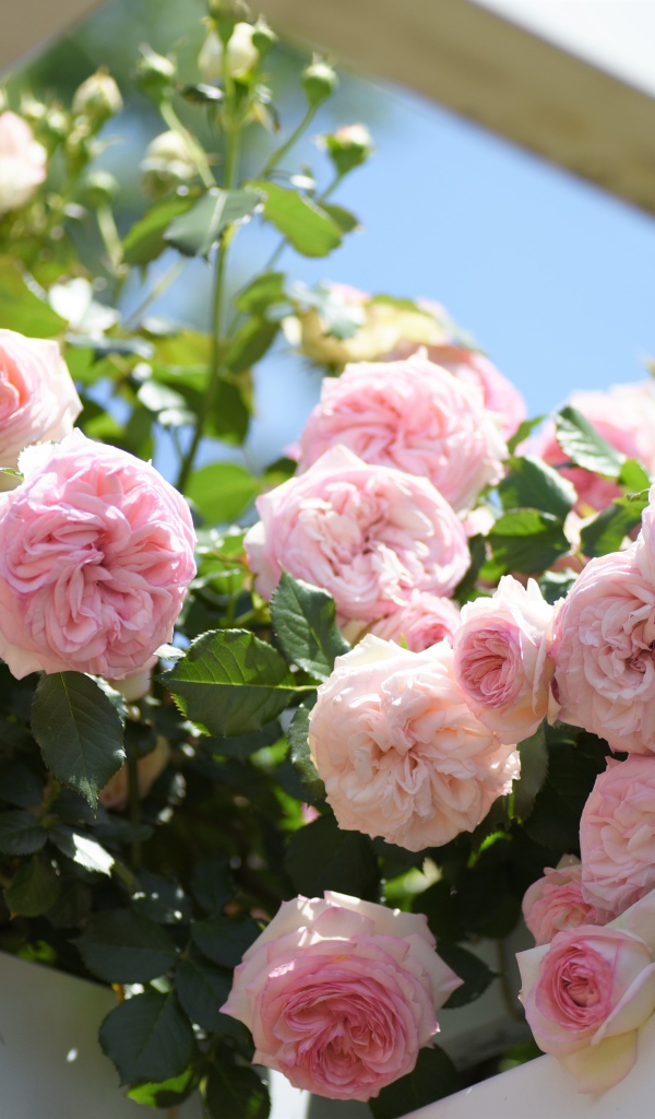 Красивые розовые парковые розы летом