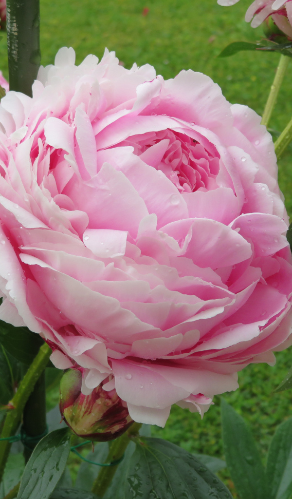 Красивый розовый пион с бутонами на клумбе