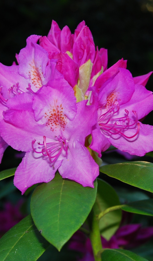 Красивый розовый цветок рододендрон крупным планом