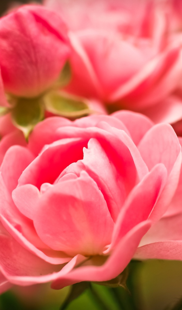 Красивые розовые цветы комнатной розы с бутонами 