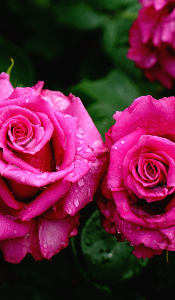 Красивые розовые розы на клумбе в каплях росы