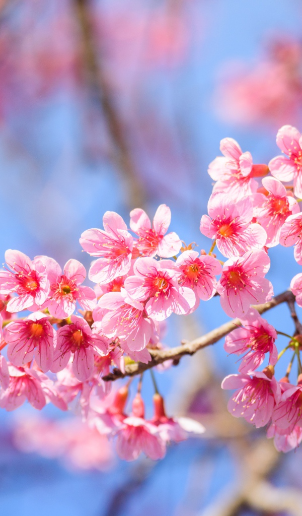 Красивые розовые весенние цветы на ветке дерева