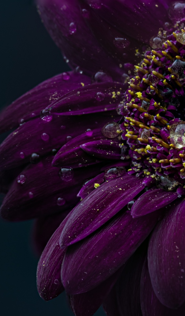 Красивый фиолетовый цветок герберы в каплях воды