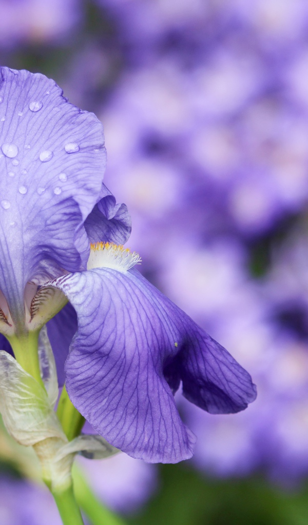Красивый фиолетовый цветок ириса в каплях росы
