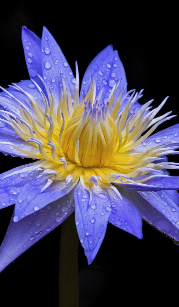 Красивый фиолетовый цветок лотоса в каплях росы на черном фоне