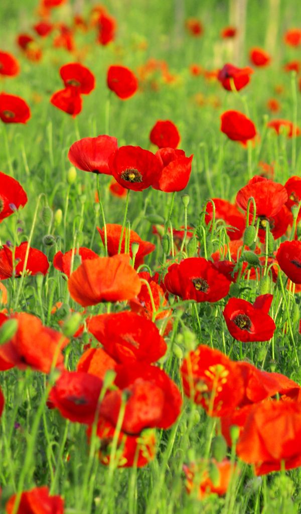 Красивые красные полевые летние маки на поле 