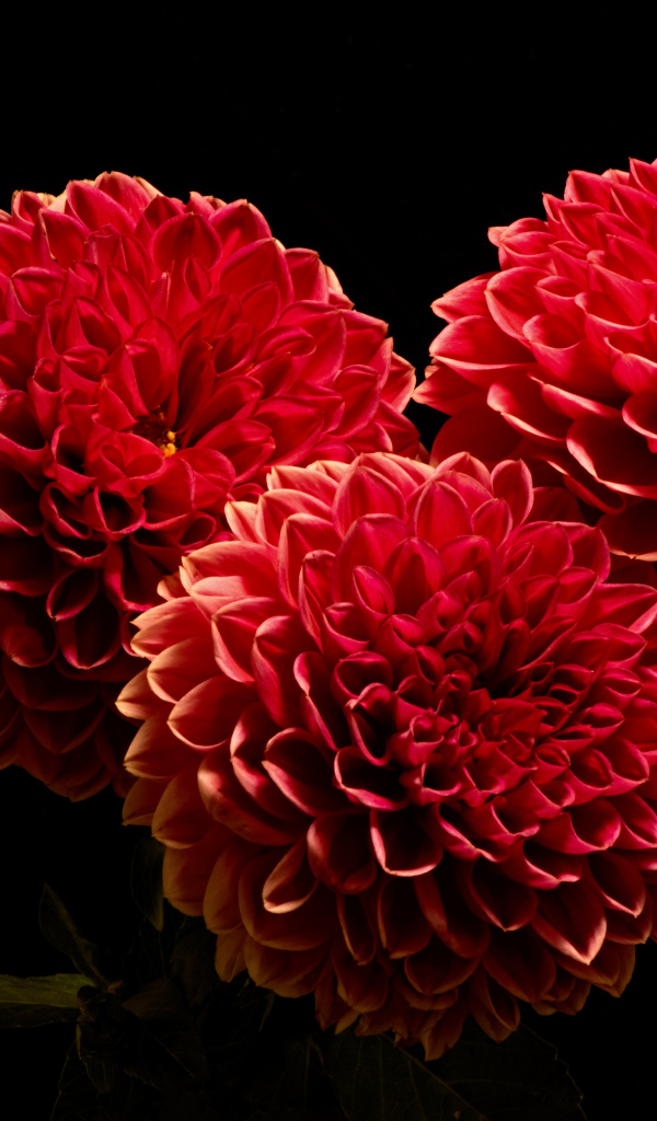 Красивые красные полные георгины на черном фоне