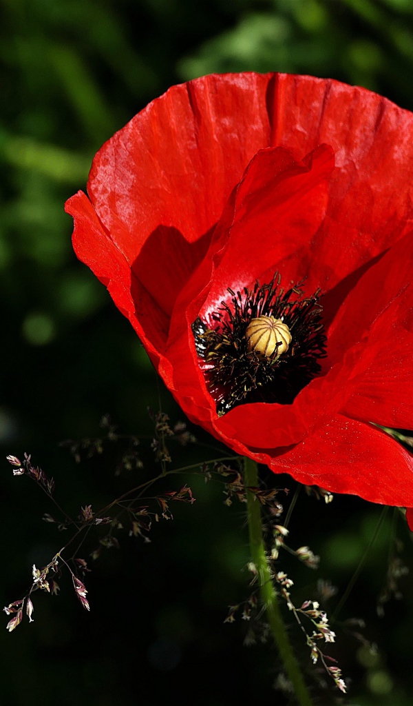 Красивый цветок красного мака крупным планом
