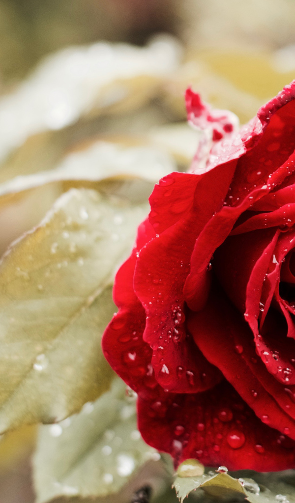 Красивая красная роза в каплях росы в саду крупным планом