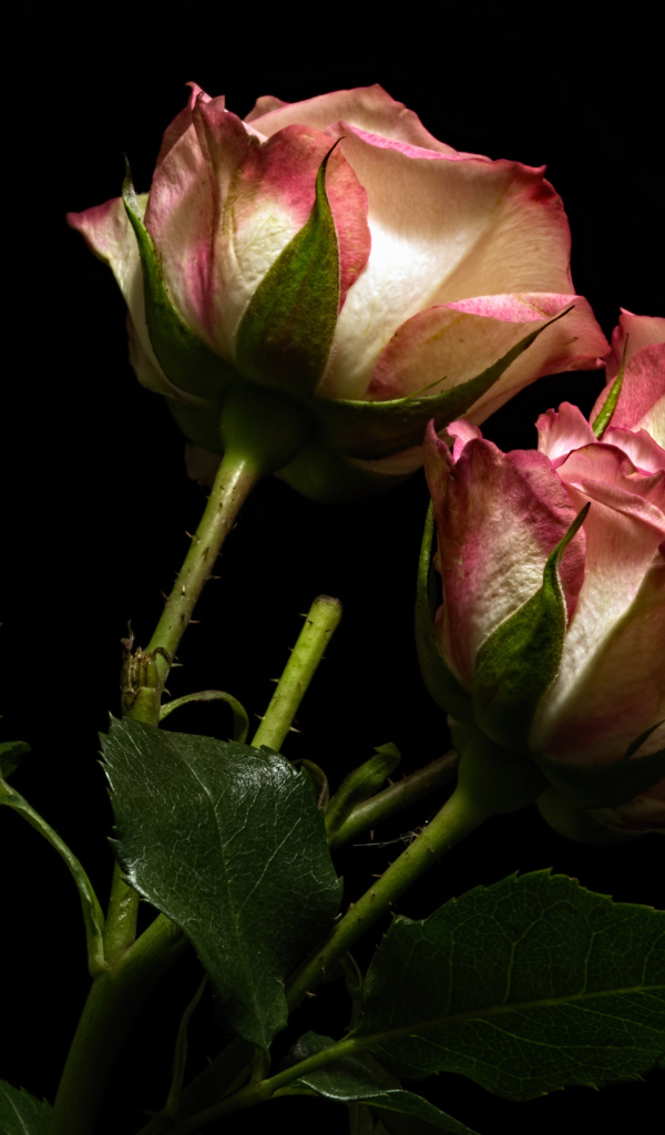 Красивые розы с бело-розовыми лепестками на черном фоне