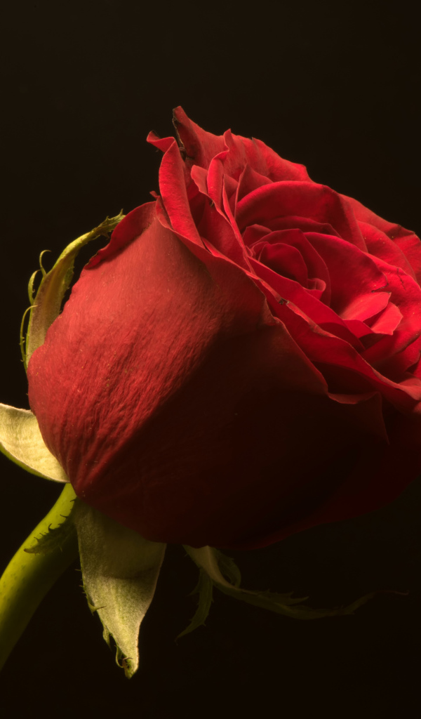 Красивая алая английская роза на черном фоне