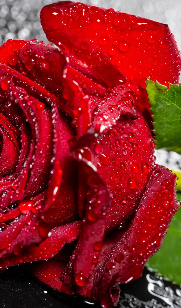 Красивая алая роза в каплях воды на черном поверхности 