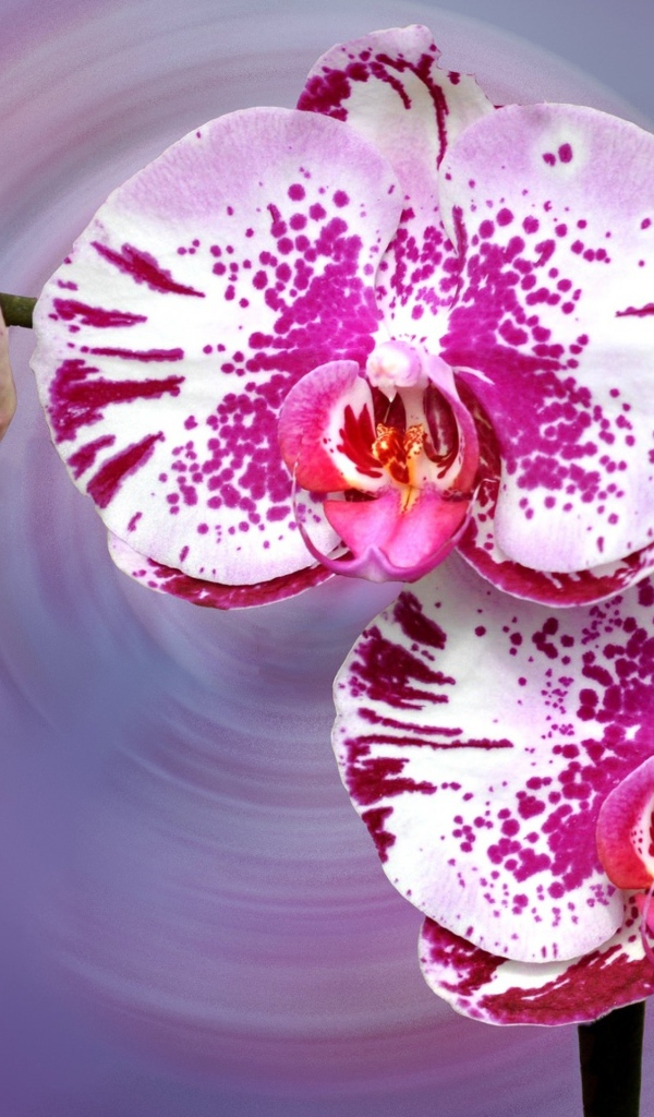 Красивая пятнистая розовая орхидея на сиреневом фоне