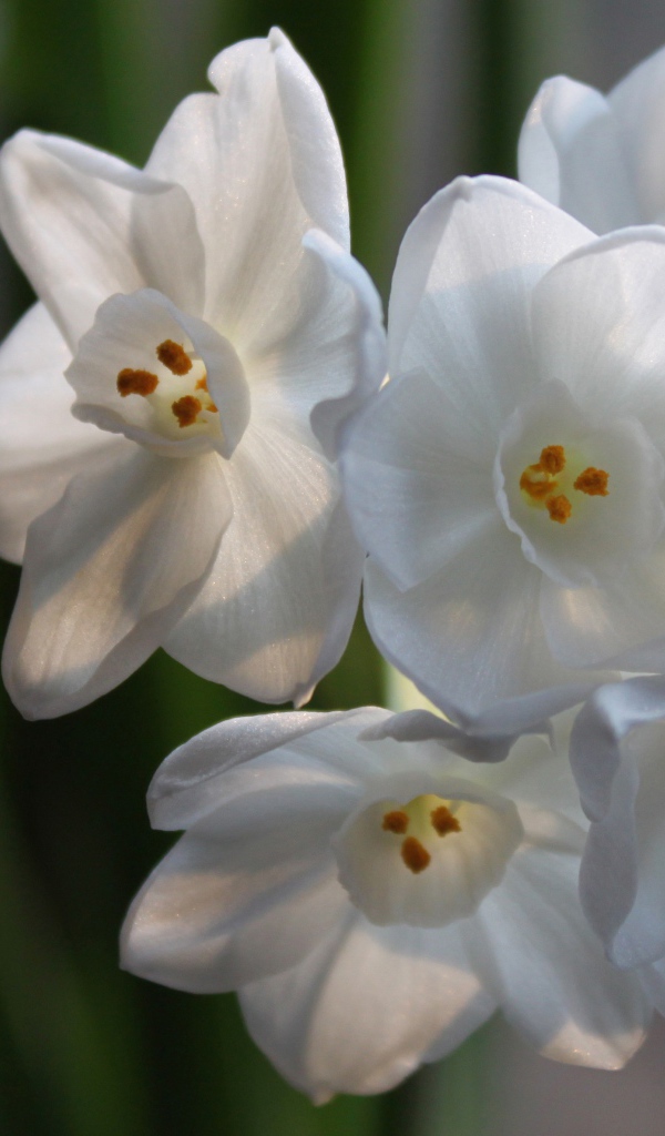 Красивые белые цветы амариллиса на ветке