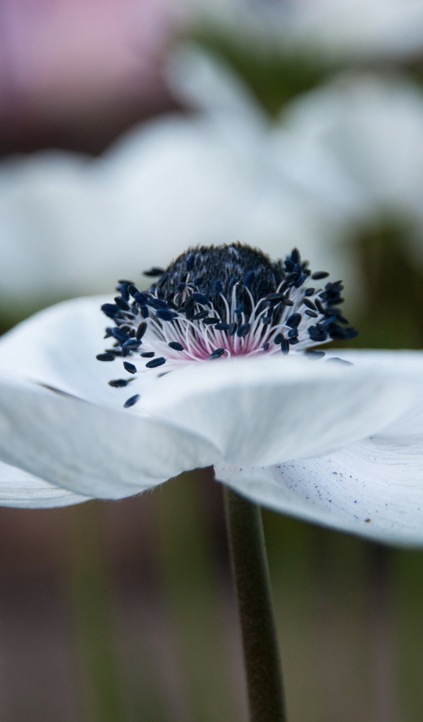 Красивый белый цветок анемоны крупным планом