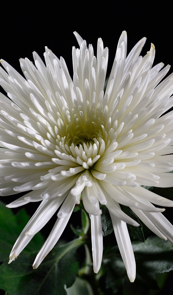 Красивая белая хризантема на черном фоне