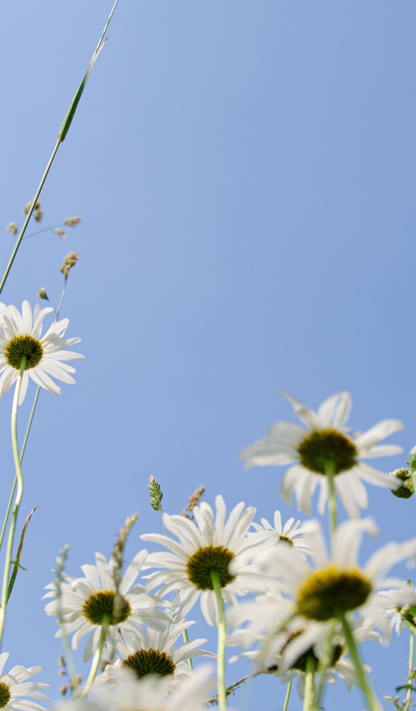 Красивые белые ромашки в траве 