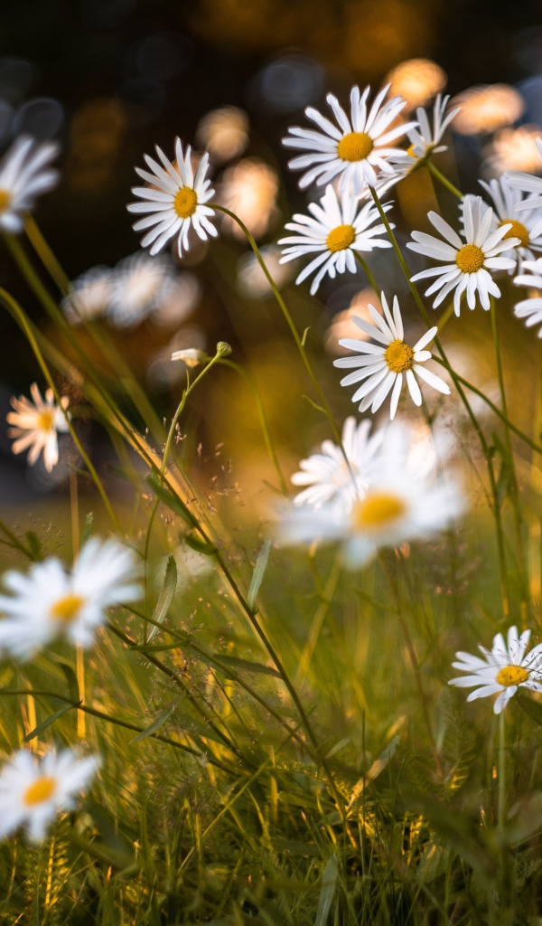 Красивые белые ромашки на поле с зеленой травой