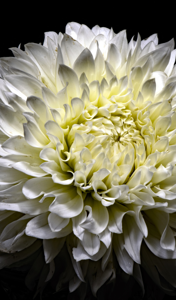 Красивая белая пушистая хризантема на черном фоне