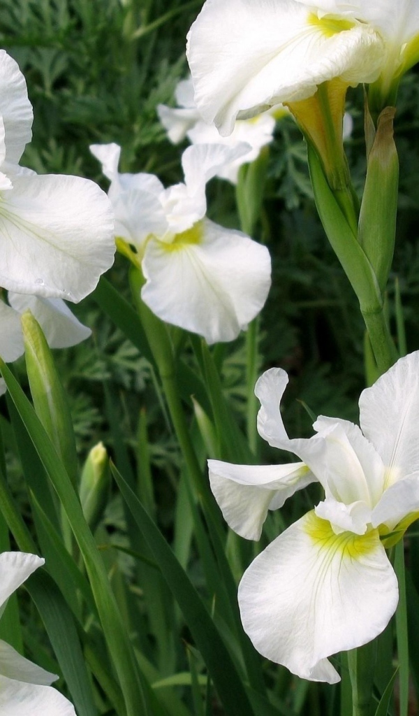 Красивые белые цветы ирис на клумбе