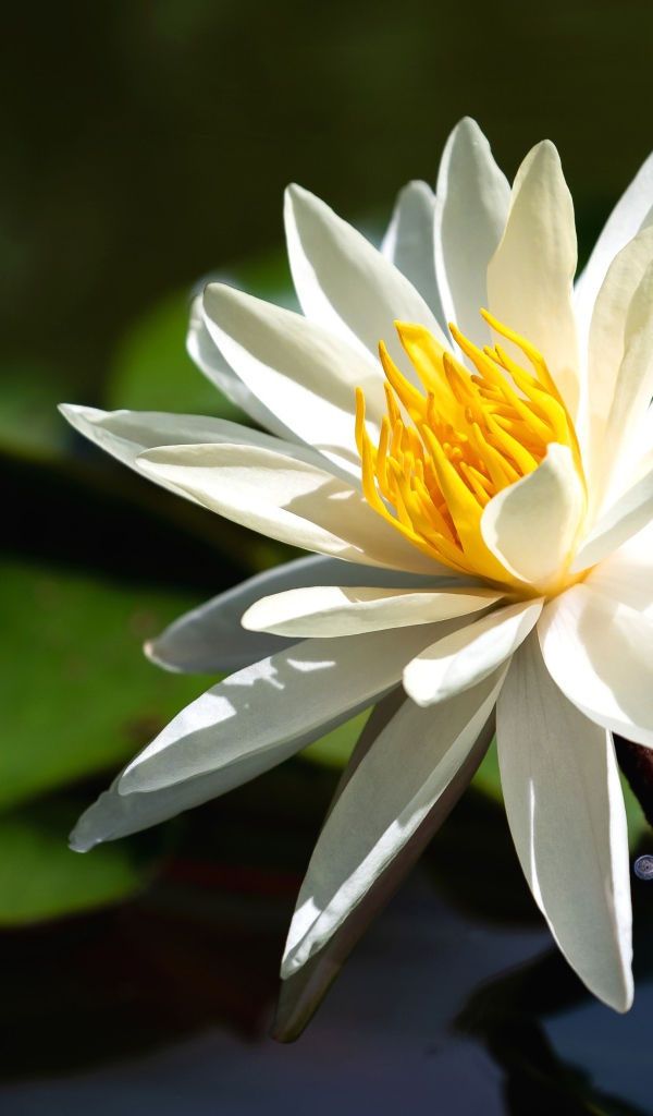 Красивый белый цветок лотоса с желтой серединкой в воде