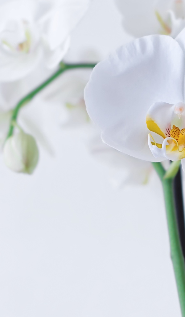 Красивый белый цветок орхидеи с бутонами на белом фоне