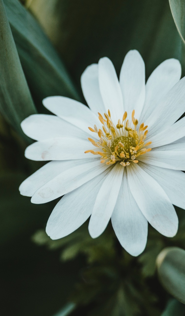 Красивый белый цветок остеоспермум с зелеными листьями