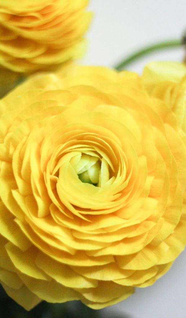 Красивые желтые цветы лютика крупным планом