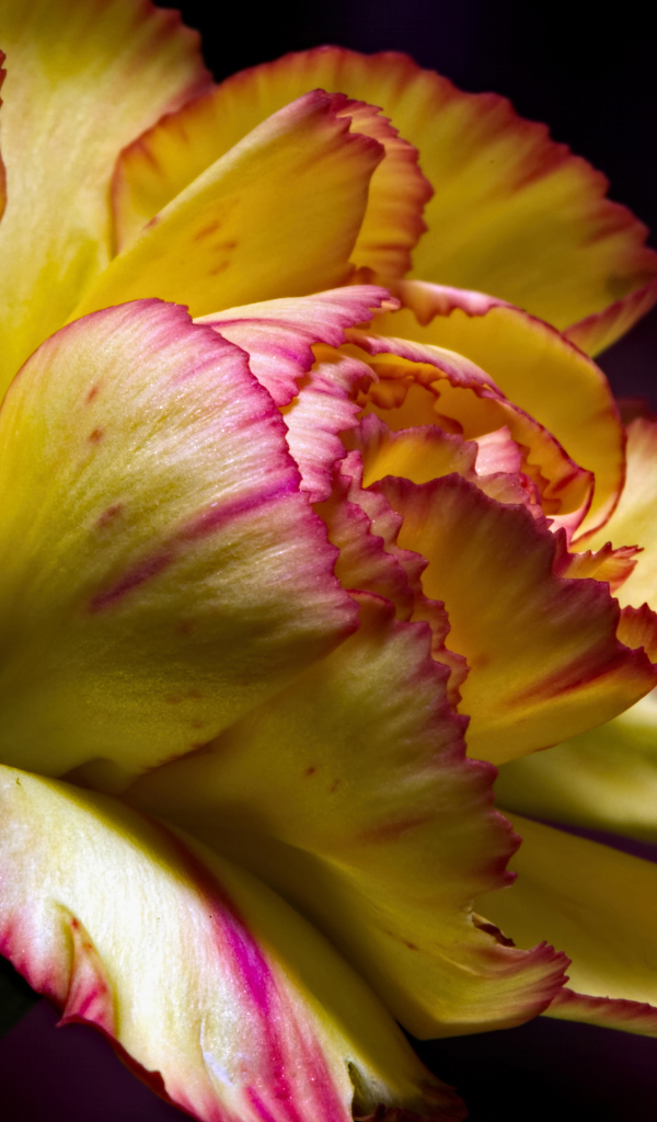 Красивая желтая гвоздика крупным планом