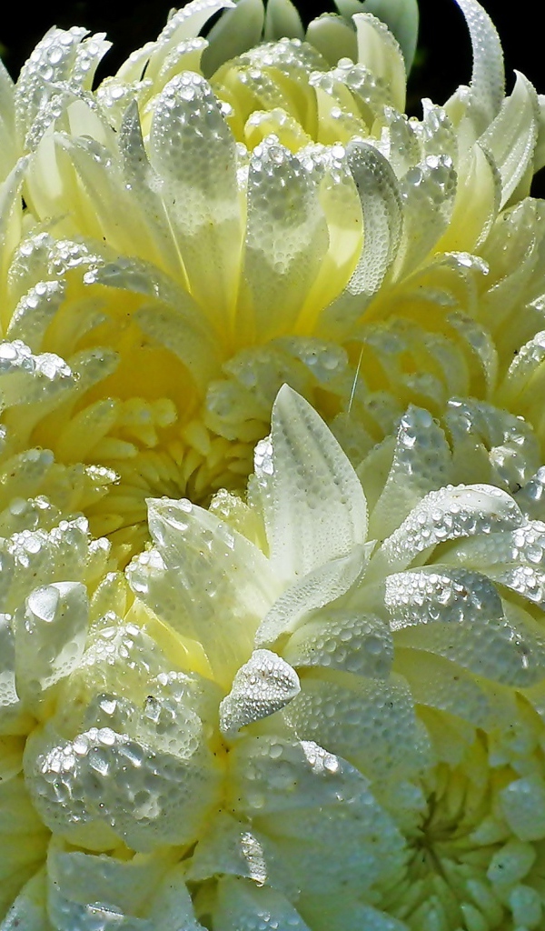 Красивые желтые хризантемы в каплях воды 