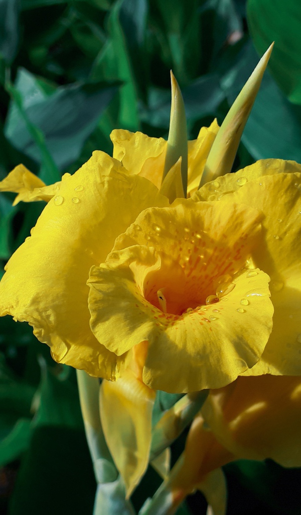 Красивый желтый цветок гладиолуса в каплях росы 