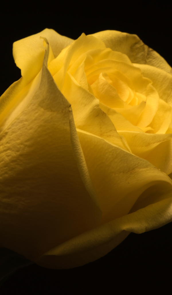 Красивая желтая роза на черном фоне крупным планом