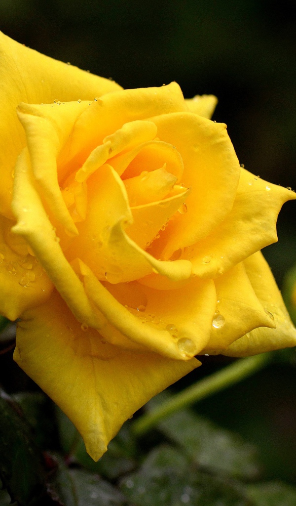 Красивая желтая роза с бутоном в каплях росы крупным планом