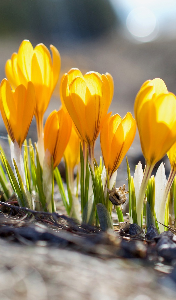 Красивые желтые весенние крокусы в лучах солнца 