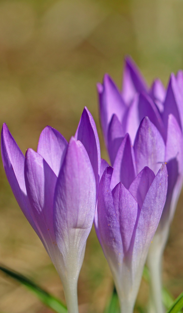 Пчела летит к сиреневым весенним крокусам
