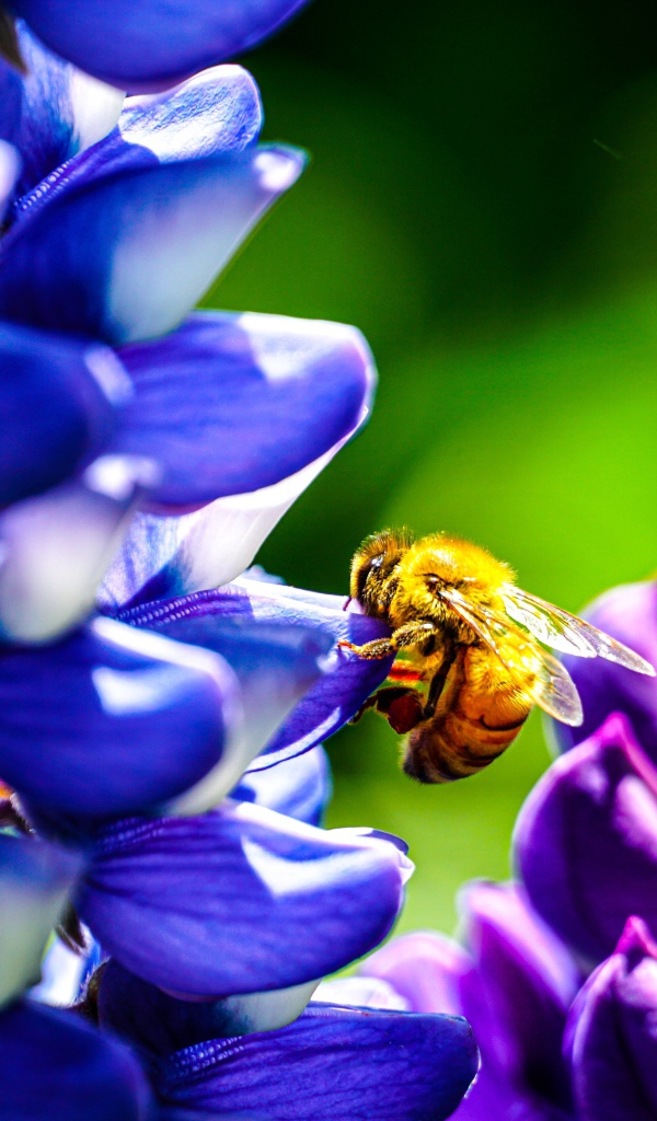 Пчела сидит на цветке люпина 