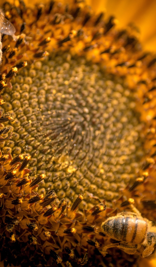 Пчелы собирают нектар с цветка подсолнуха 