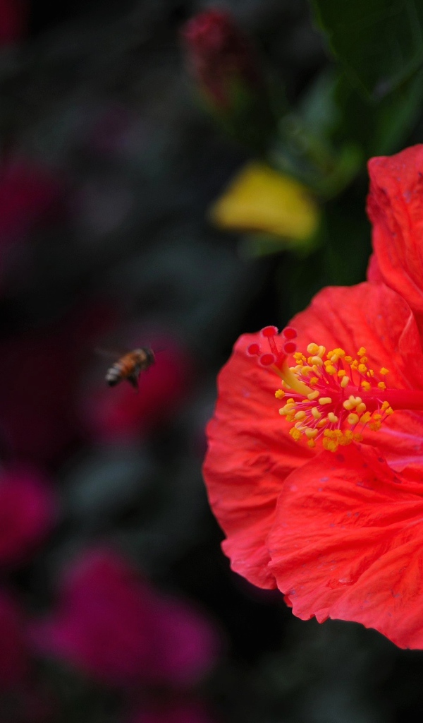 Большой красный цветок гибискуса крупным планом