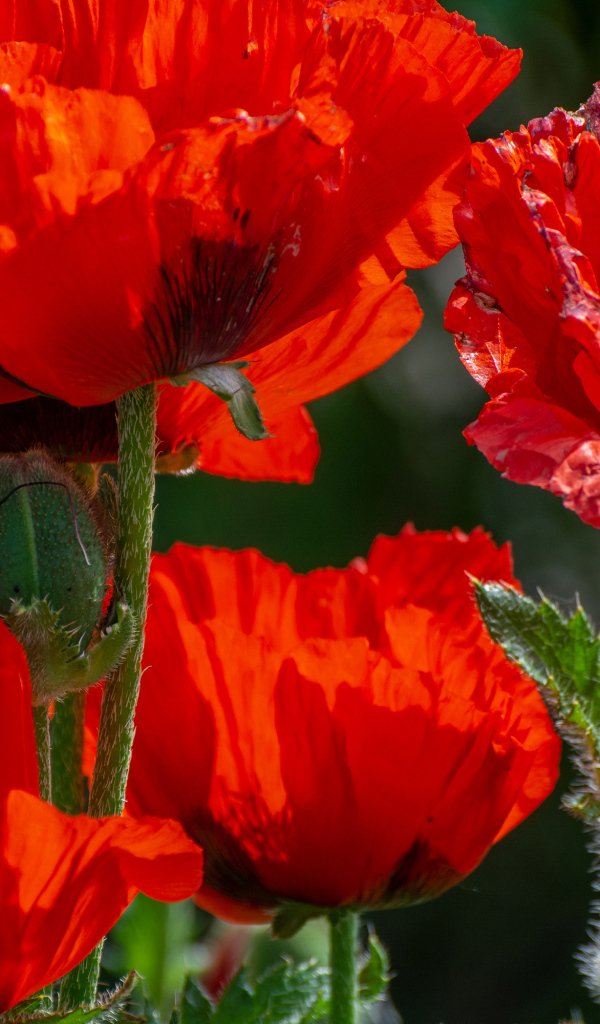 Большие красные маки с бутонами в лучах солнца