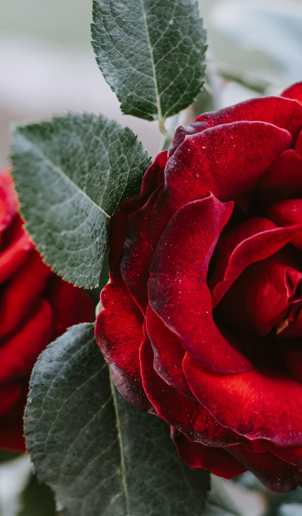 Большая алая роза с зелеными лепестками крупным планом