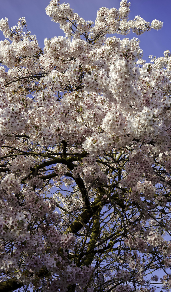 Большое дерево в розовыми цветами на фоне голубого неба 