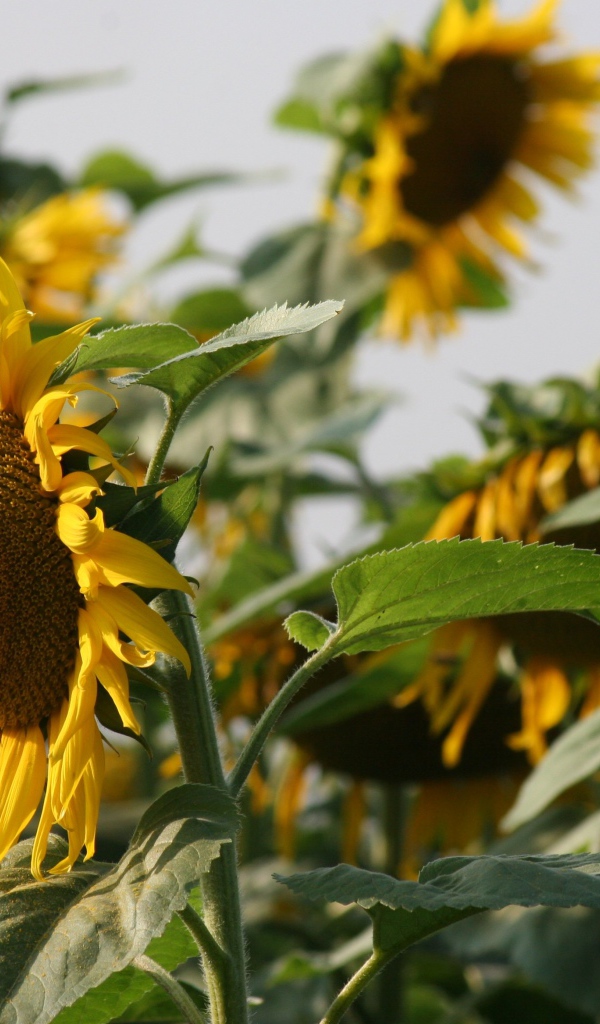 Большой желтый подсолнух с пчелами на поле 