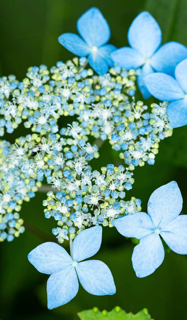 Распускающиеся цветы голубой гортензии в зеленых листьях 