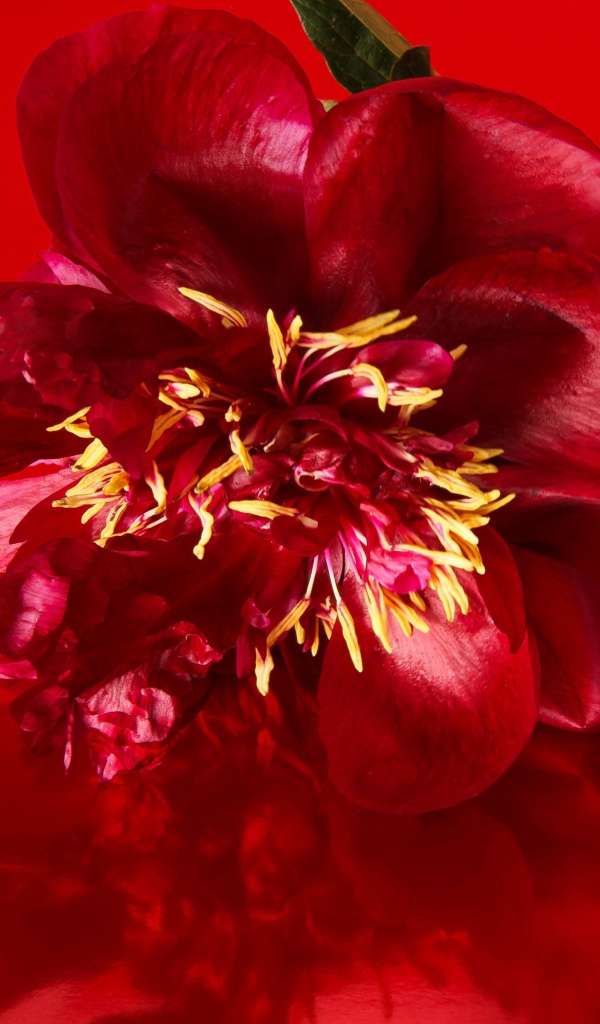 Цветок распустившегося пиона на красном фоне